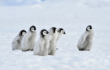 Emperor Penguins chicks