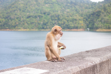 hungry long tail monkey eat fruit and banana