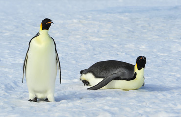 Two Emperor Penguins on the snow