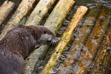 Fischotter