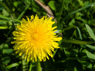 Yellow flower Common dandelion Taraxacum officinale close-up, soft edges, selective focus, shallow DOF