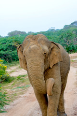 Fototapeta na wymiar Wild Elephant In Yala National Park, Yala Is The Most Visited And Second Largest National Park In Sri Lanka