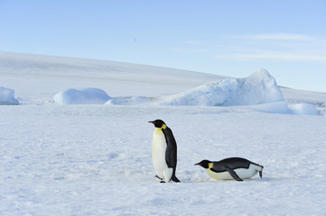 Fototapeta na wymiar Two Emperor Penguins on the snow