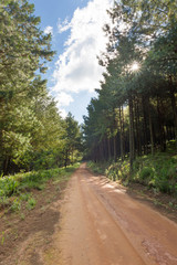 Obraz premium Dirt road through pine plantation