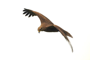 Black kite (Milvus migrans)