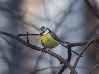 Eurasian blue tit Cyanistes caeruleus sitting in branches, twilight closeup portrait, selective focus, shallow DOF