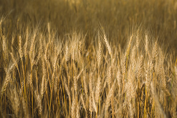 Sunny wheat field. Macro photo of ears of wheat. Rural landscape of a wheat field