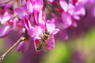 Bee gathers honey from purple flowers on the tree in springtime
