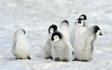 Emperor Penguins chicks