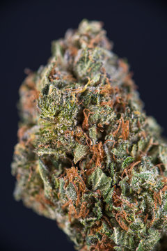 Macro detail of cannabis bud "tuna kush" marijuana strain with visible hairs and trichomes
