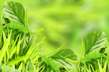 fresh cluster bean or guar sing indian vegetable in unfocus background