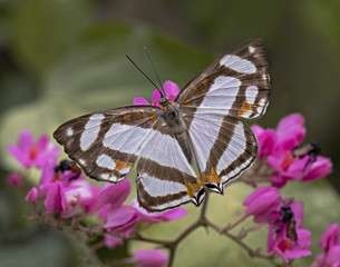 Banner Metalmark Butterfly