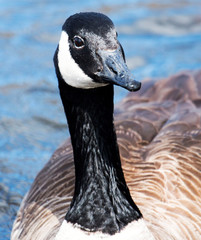 Canadian Goose looking into the lense