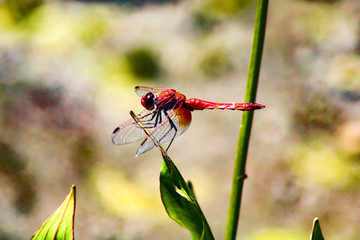 libelula