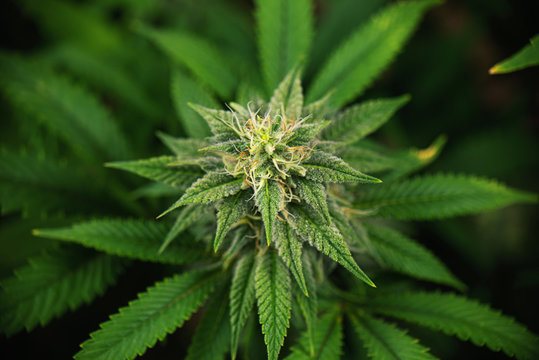 Cannabis cola (Thousand Oaks marijuana strain) on late flowering stage