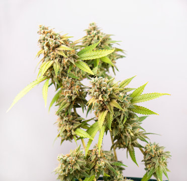 Cannabis cola (Thousand Oaks marijuana strain) with visible hairs and leaves on late flowering stage