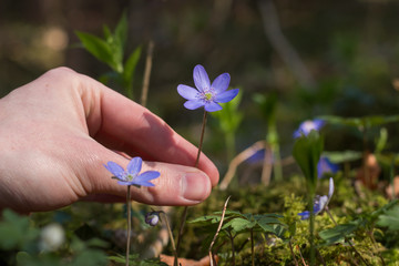 Lila Leberblümchen im Frühling, Blumen pflücken