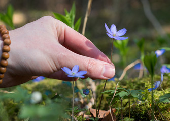 Lila Leberblümchen im Frühling, Blumen pflücken