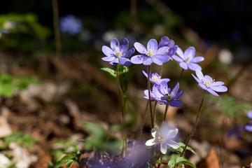 Lila Leberblümchen im Frühling