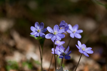 Lila Leberblümchen im Frühling