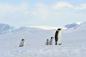 Emperor Penguins with chick