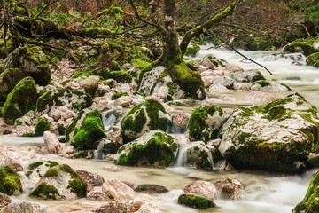 Savica wild river with trees, stones and a lot of moss / Triglavski park / Slovenia