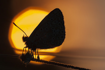 Brown butterfly in the sunset light
