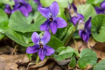 Wild violet flowers closeup (Viola reichenbachiana) growing in the woods.