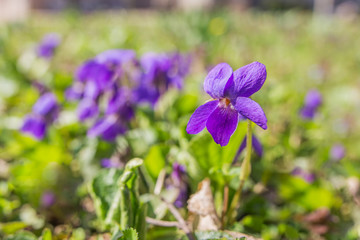 Wild violet flowers closeup (Viola reichenbachiana) growing in the woods.