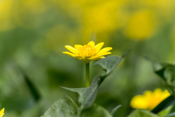 Buttercup (Ficaria verna) commonly known as lesser celandine grows on a spring European meadow. Single flower closeup. Soft focus spring background.