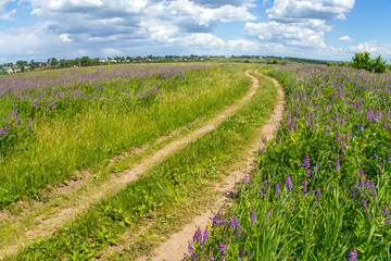 Beautiful summer landscape with bright flowers and blue sky. Countryside road through the field with pink and purple lupines