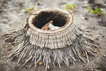 Coconut old stump