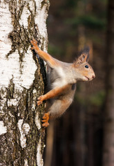 Naklejka na ściany i meble Red squirrel posing on the birch