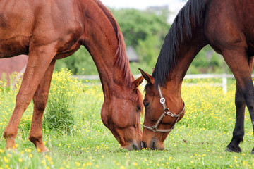 Obraz premium Two horses grazing on the pasture