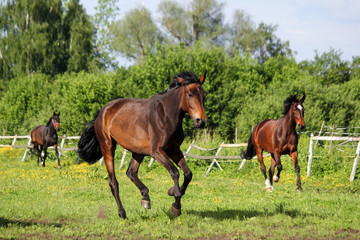 Obraz na płótnie Canvas Brown horse running home in the summer day