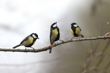 Three little tits singing sit on one branch