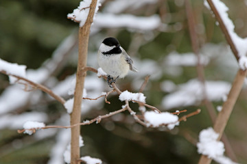 mésange à tête noire