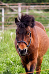 Close up of brown cute shetland pony