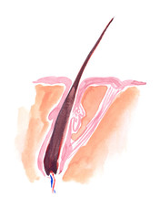 Scheme of growing human hair and epidermis painted in watercolor on clean white background