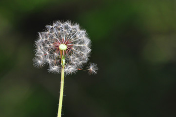 Dandelion with seeds blowing away in the wind, Close up of dandelion spores blowing away