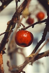 Red apple on the tree