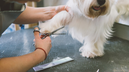 haircut scissors white dogs. Dog grooming in the grooming salon. Shallow focus  - obrazy, fototapety, plakaty