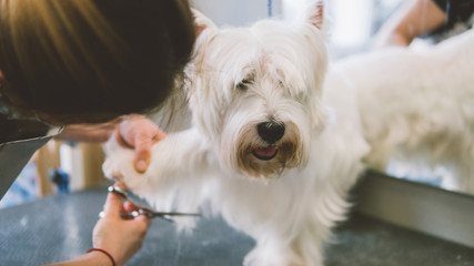 haircut scissors white dogs. Dog grooming in the grooming salon. Shallow focus 