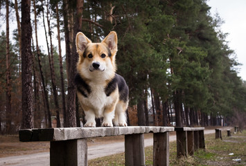 A dog stands on a bench on a background of pines.