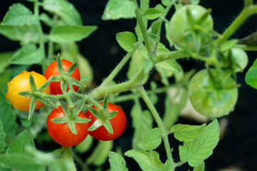 Ripe natural mini tomatoes
