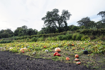 Pumpkins growing in field with hedges and trees in the background and sky