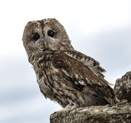 Barn Owl perched on rock with sky in background