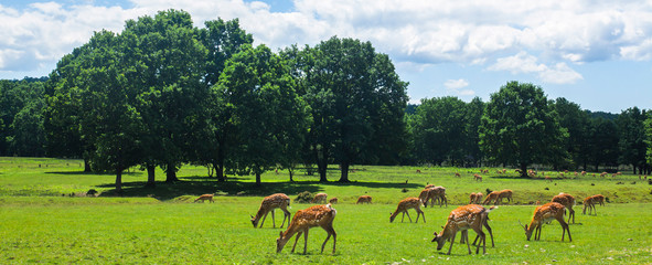 a herd of deer on the farm