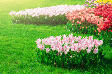 Tulips blooming flowers field, green grass lawn in beautiful spring garden. In the backlight warm...