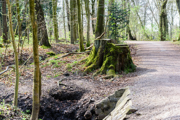 Tree trunk in a forest setting